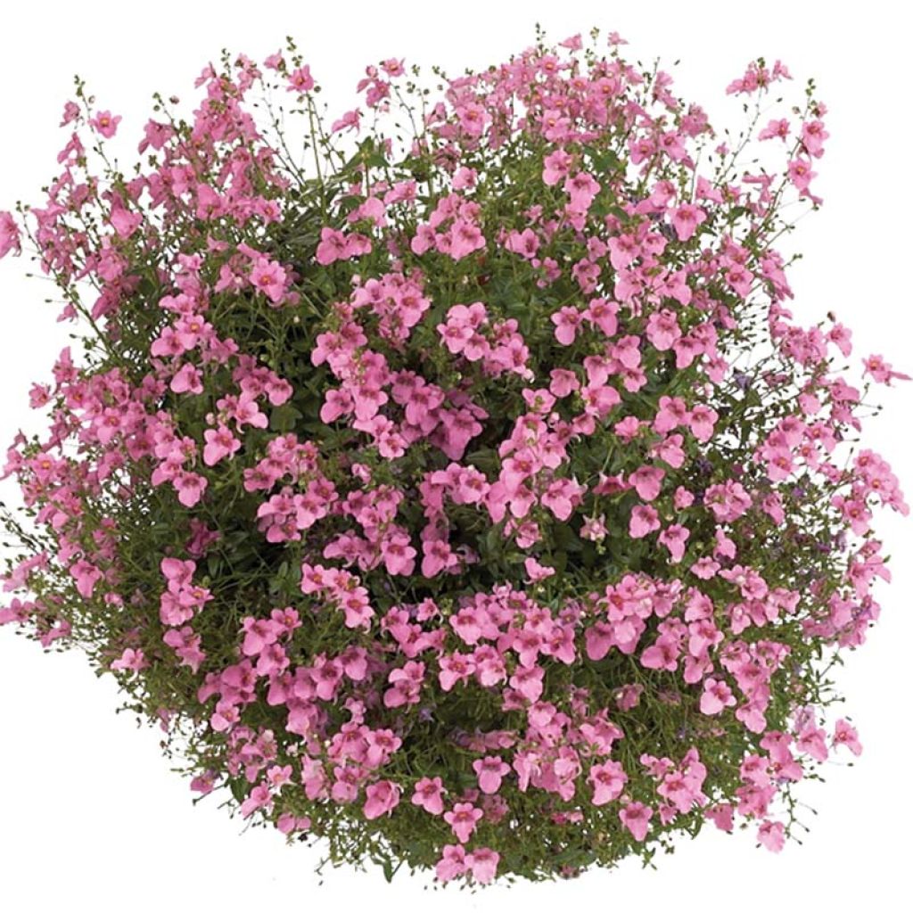 Mätäsdiana Breeze Plus Pink