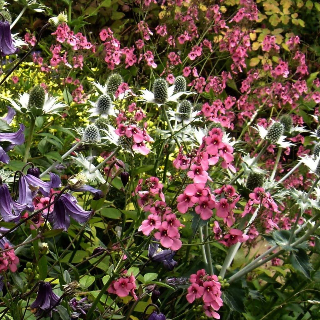 Mätäsdiana - Diascia personata