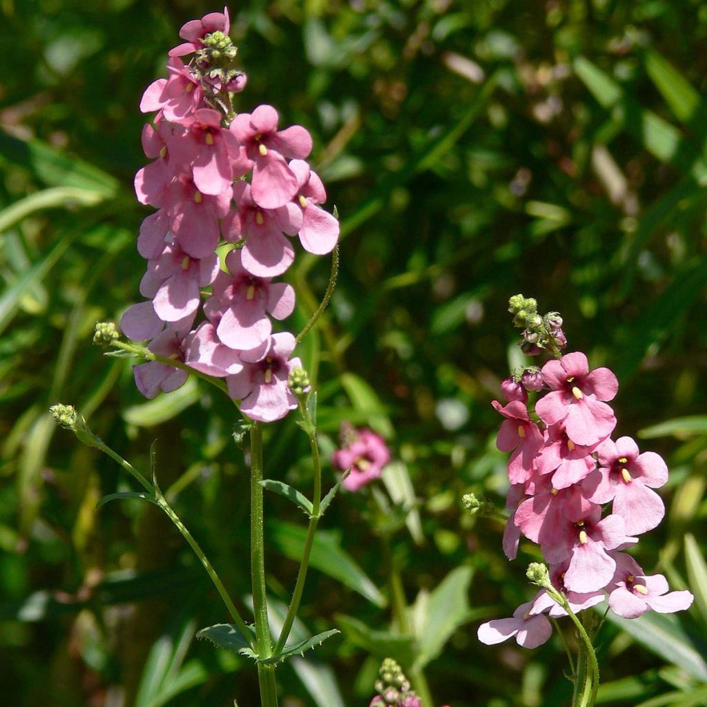Mätäsdiana - Diascia personata