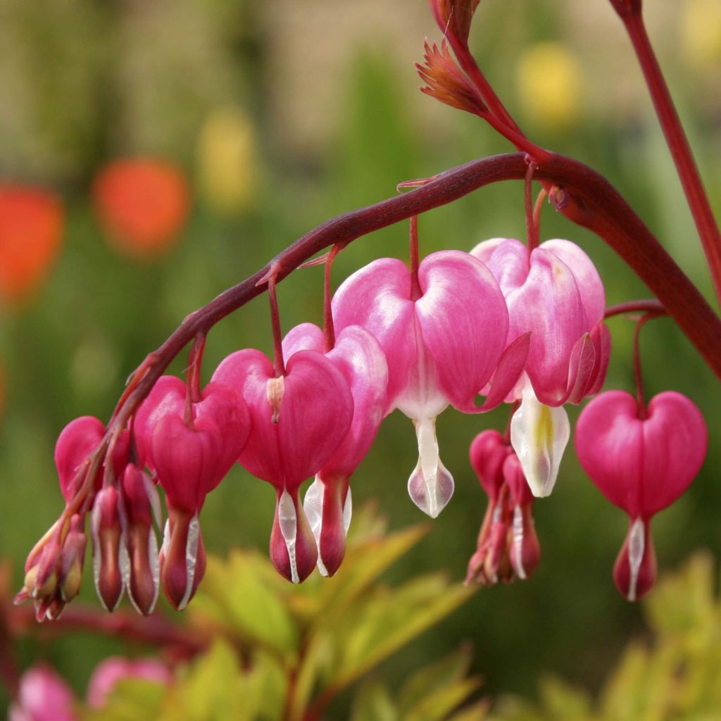 Särkynytsydän - Dicentra spectabilis