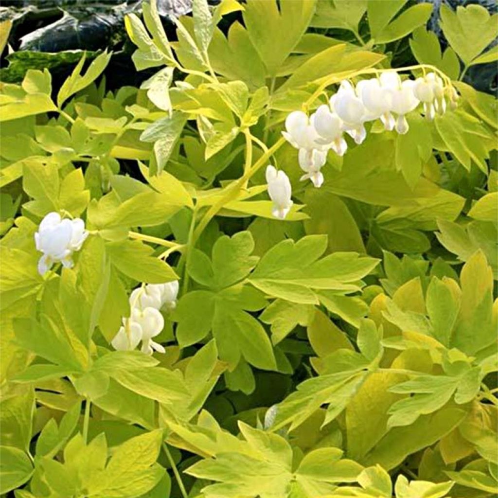 Särkynytsydän White Gold