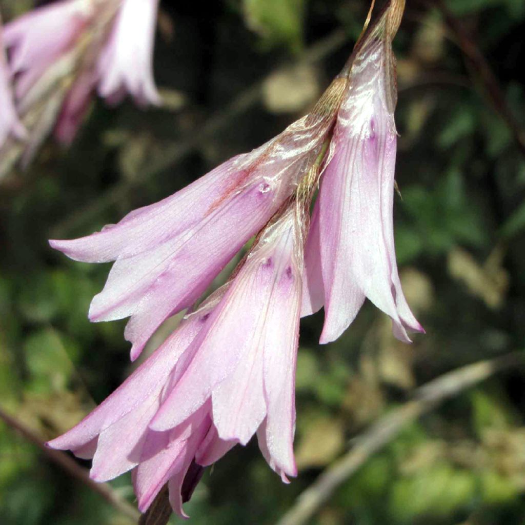 Kaario Pink Rocket
