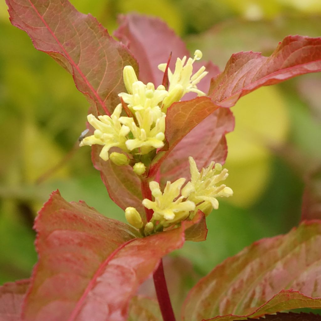 Lamovuohenkuusama Kodiak Orange