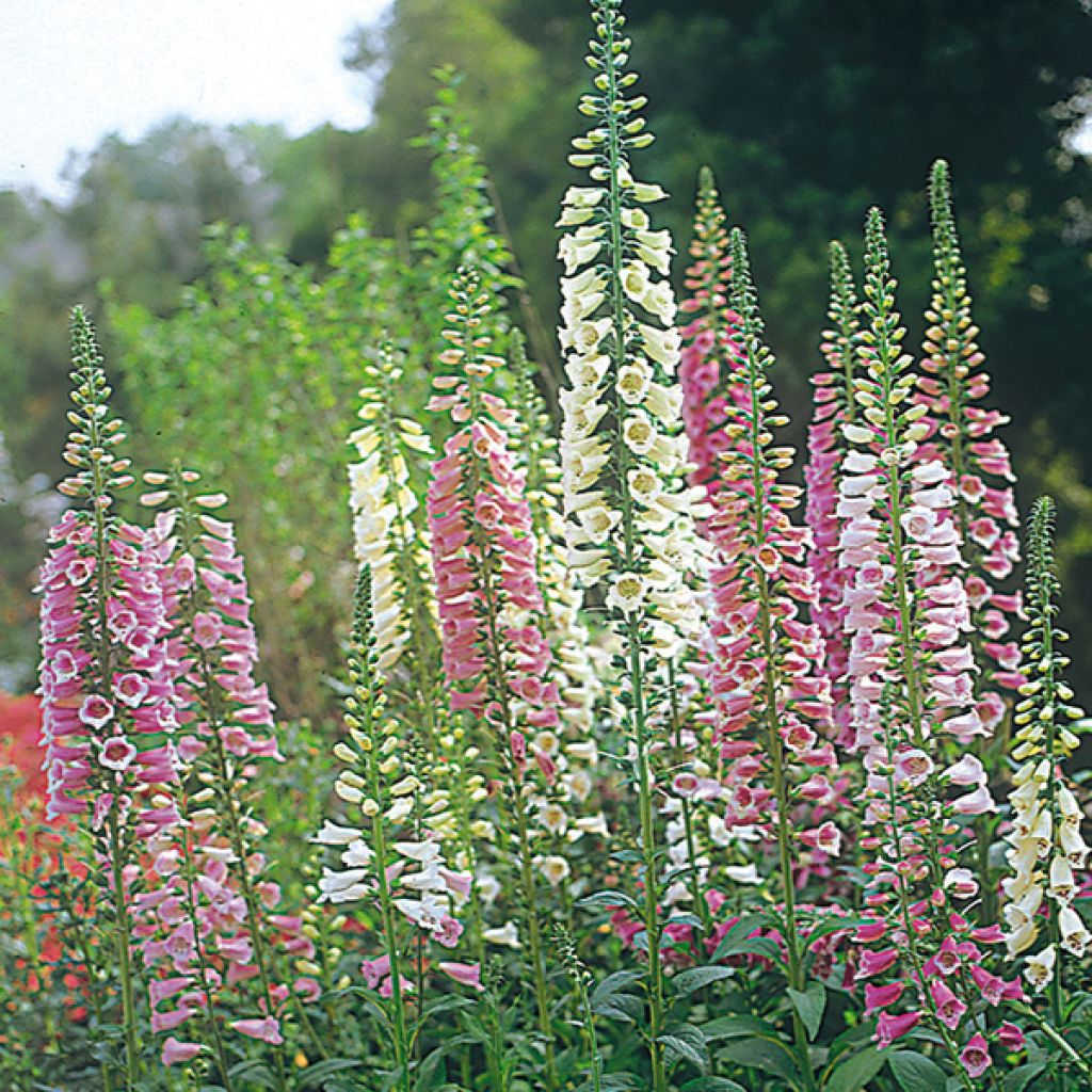 Rohtosormustinkukka - Digitalis purpurea