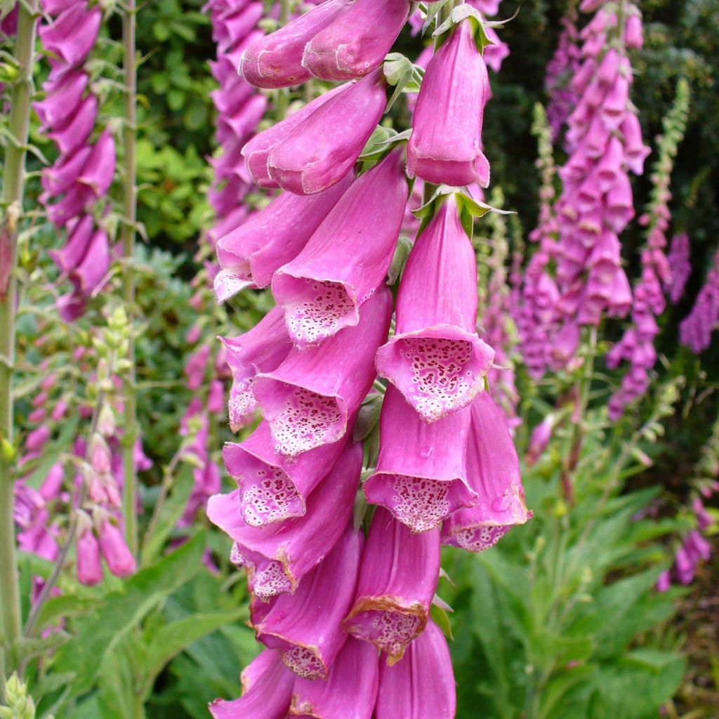 Rohtosormustinkukka - Digitalis purpurea