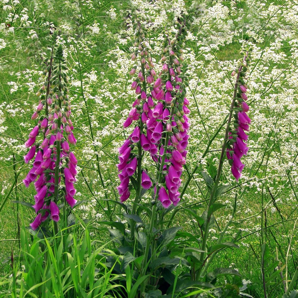 Rohtosormustinkukka - Digitalis purpurea