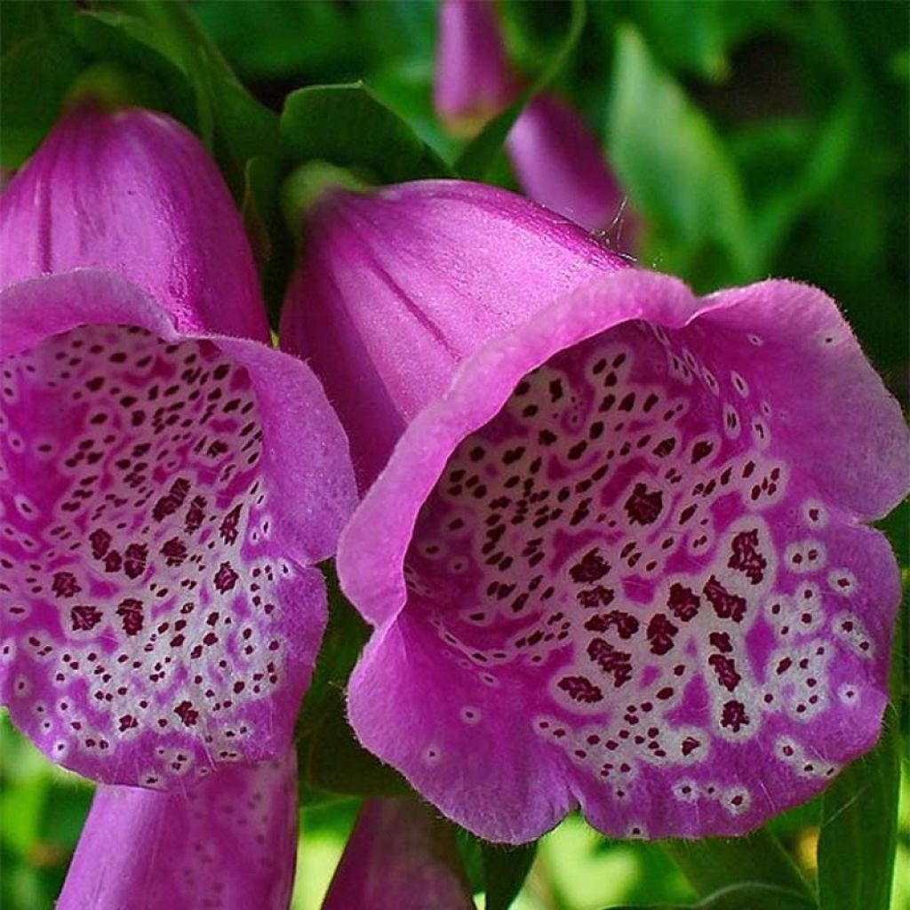 Rohtosormustinkukka - Digitalis purpurea