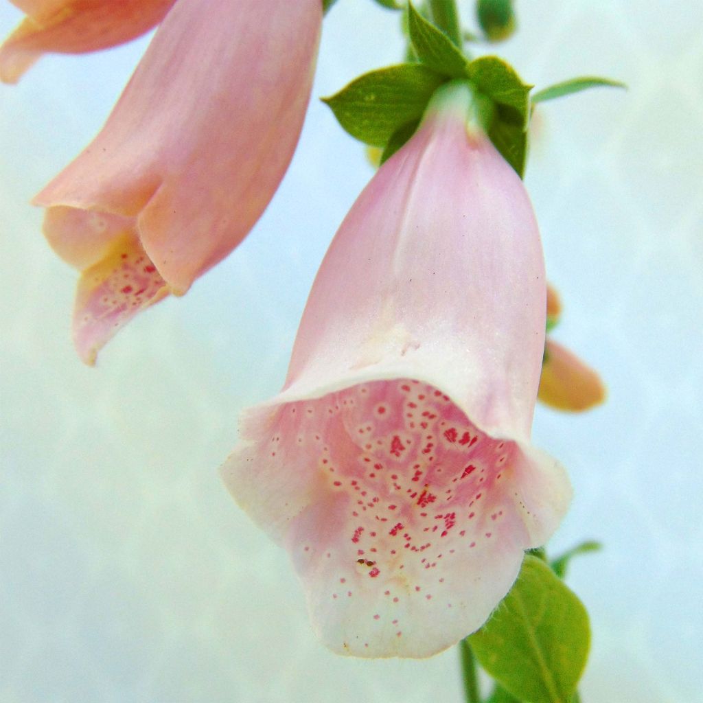 Rohtosormustinkukka Suttons Apricot