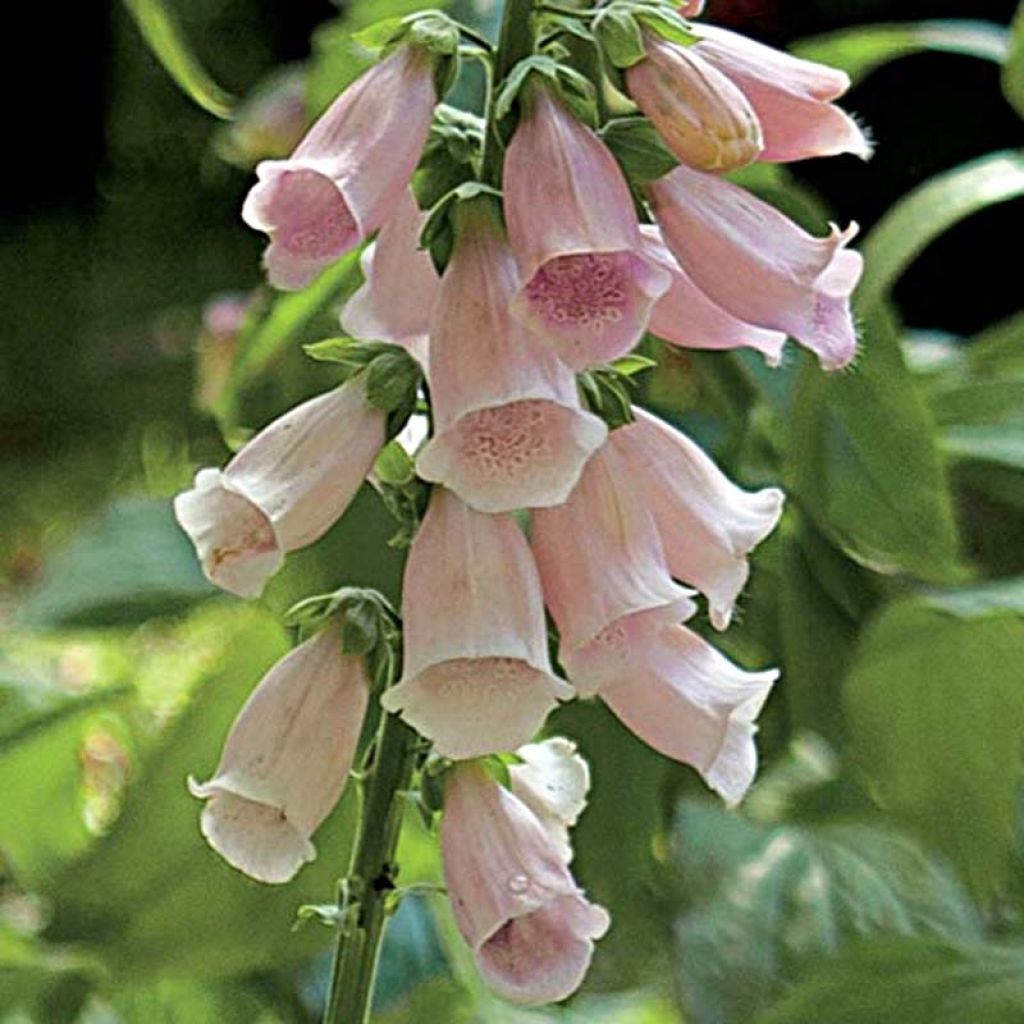 Rohtosormustinkukka Suttons Apricot