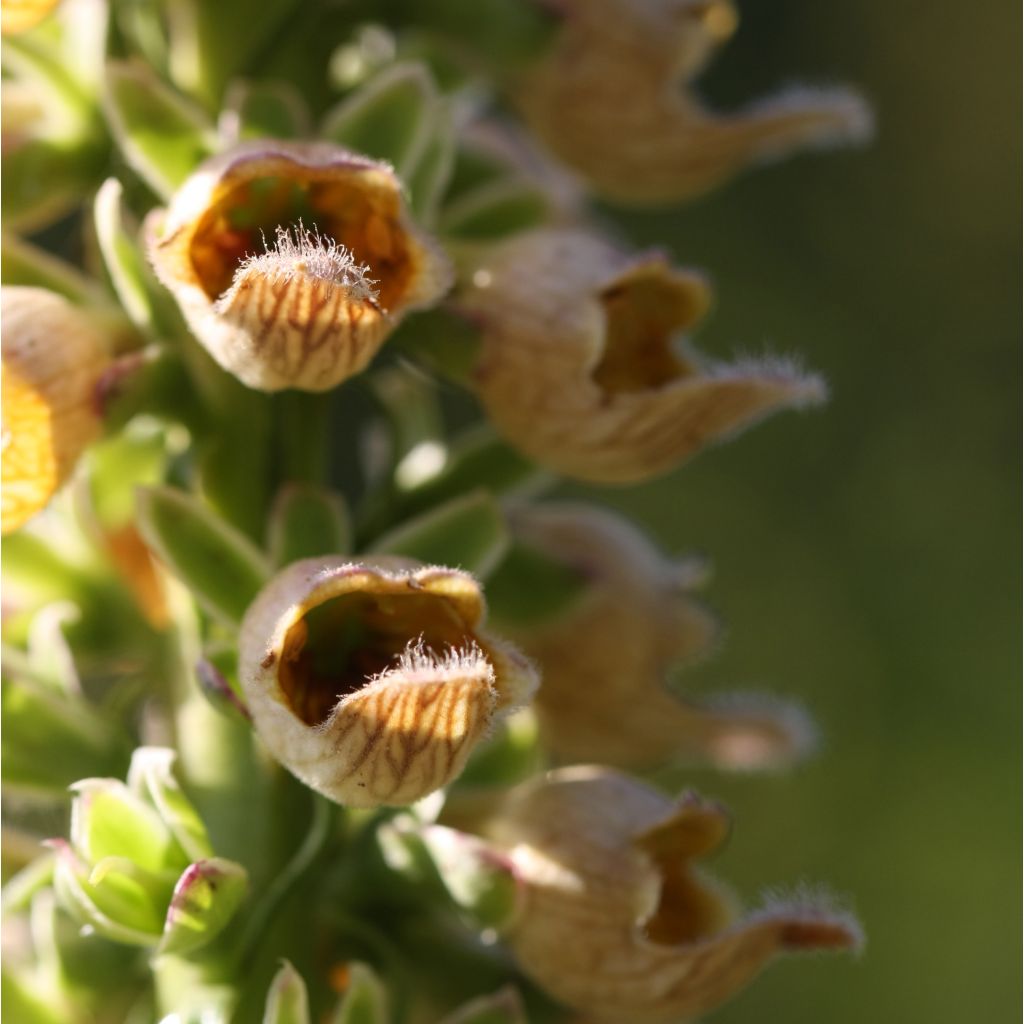 Ruskosormustinkukka Gigantea