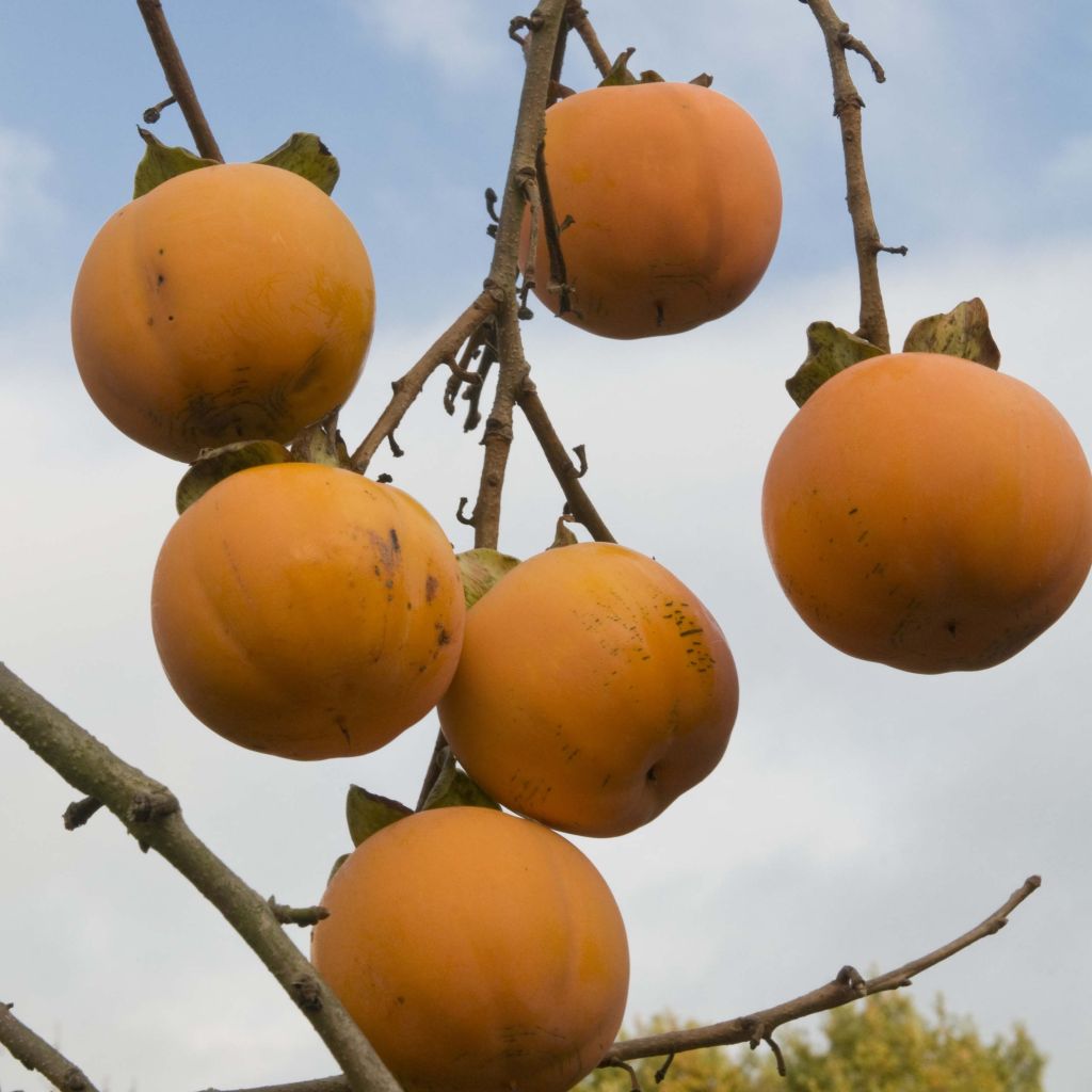 Kaki - Diospyros kaki