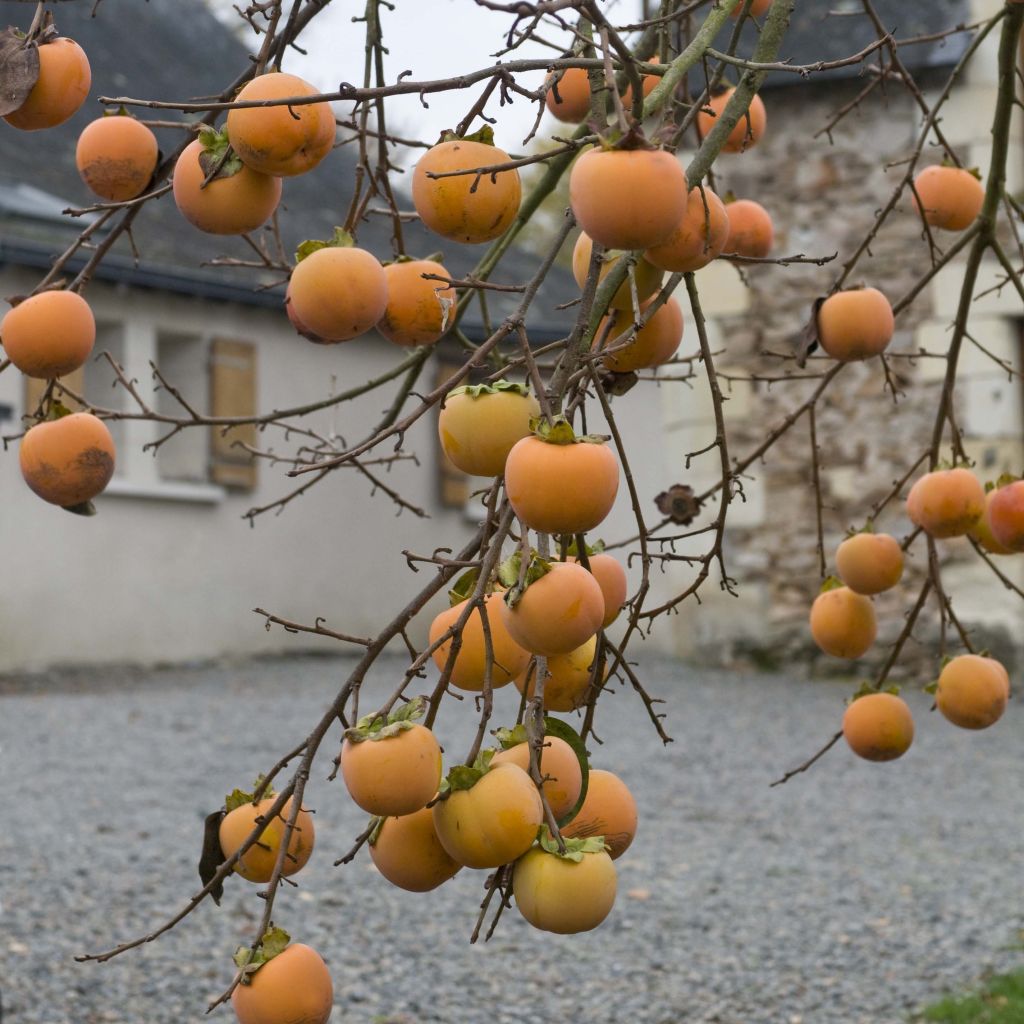 Kaki - Diospyros kaki