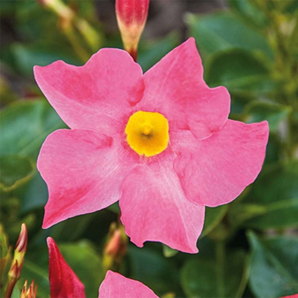 Ruusumaljaköynnös BELLA Pink