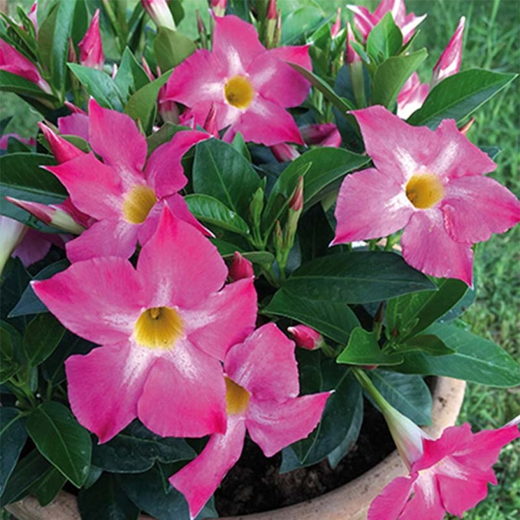 Maljaköynnös BELLA Pink Star