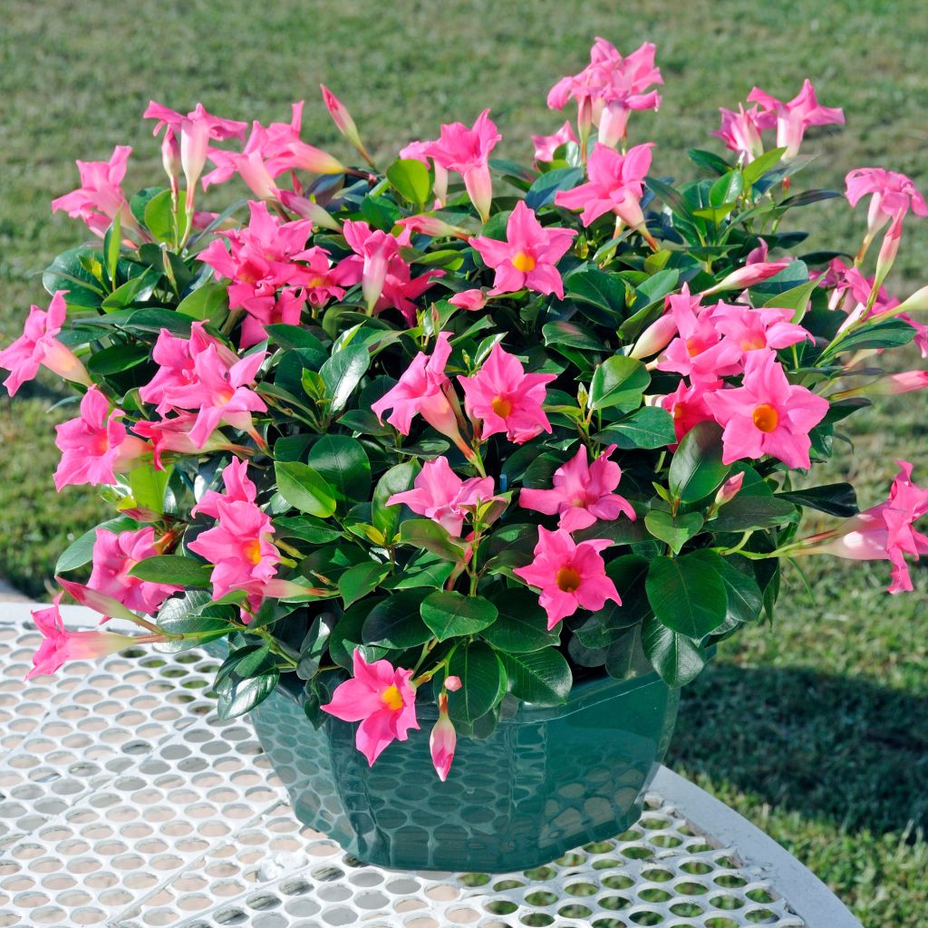 Maljaköynnös Diamantina Jade Pink