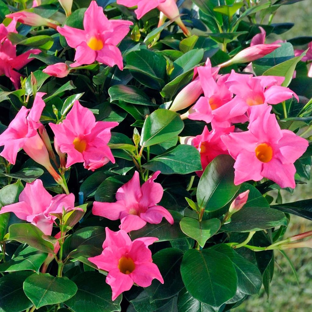 Maljaköynnös Diamantina Jade Pink
