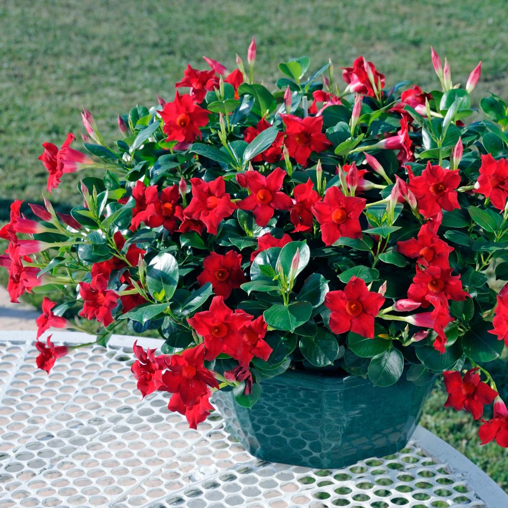 Maljaköynnös Diamantina Jade Scarlet