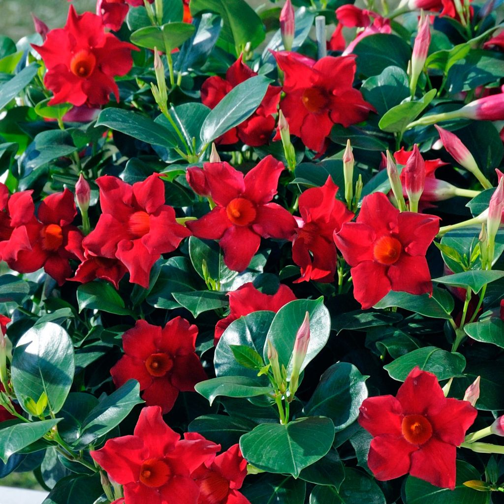 Maljaköynnös Diamantina Jade Scarlet