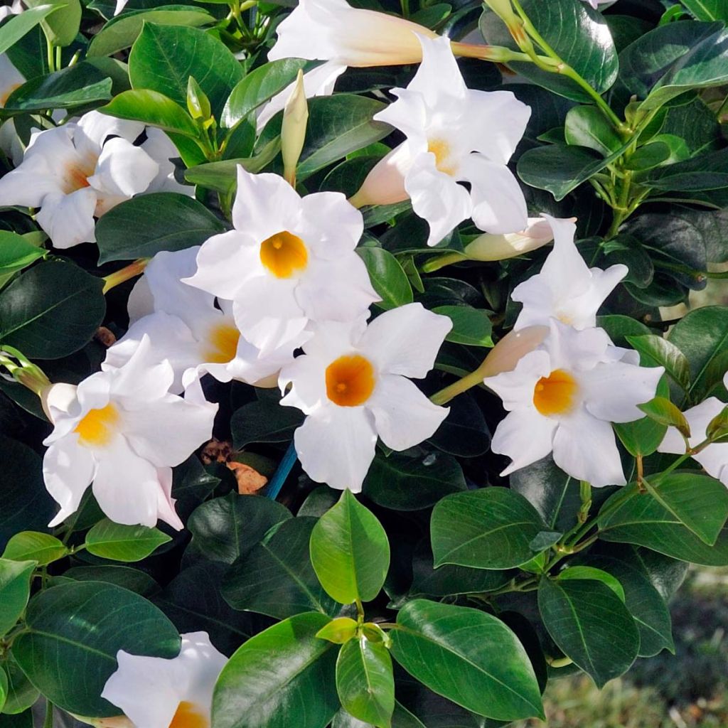 Maljaköynnös DiamantinaJade White
