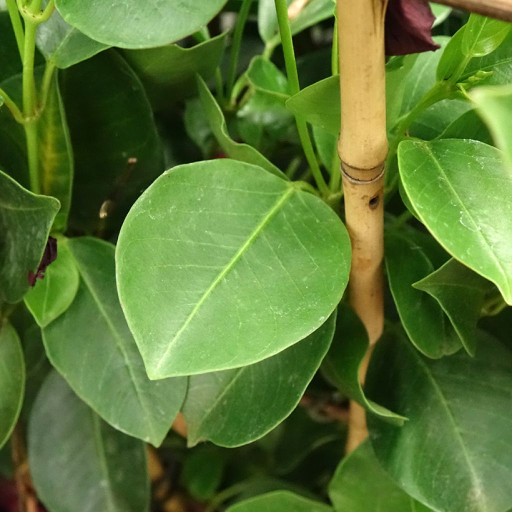 Maljaköynnös Diamantina Jade XXL Red
