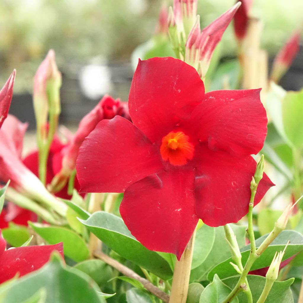 Maljaköynnös Diamantina Jade XXL Red