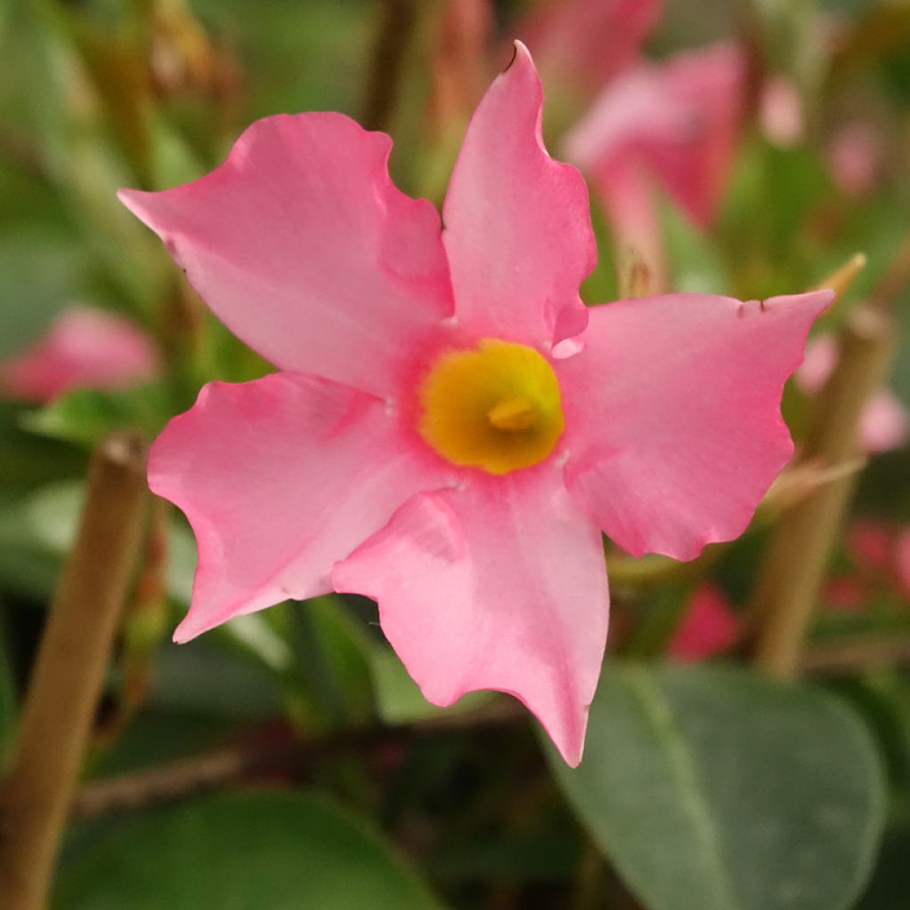 Maljaköynnös Diamantina Opale Fuchsia Flammé