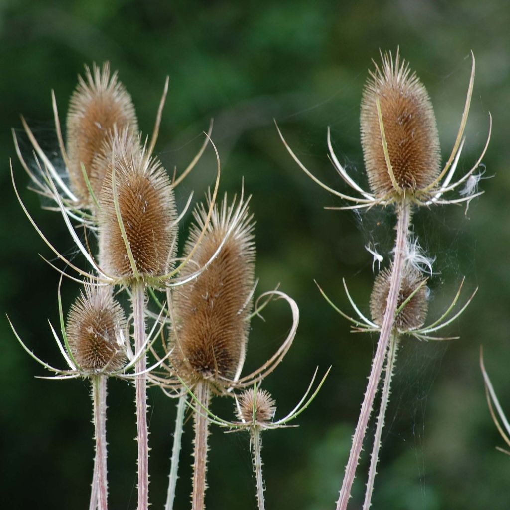 Laidunkarstaohdake - Dipsacus fullonum