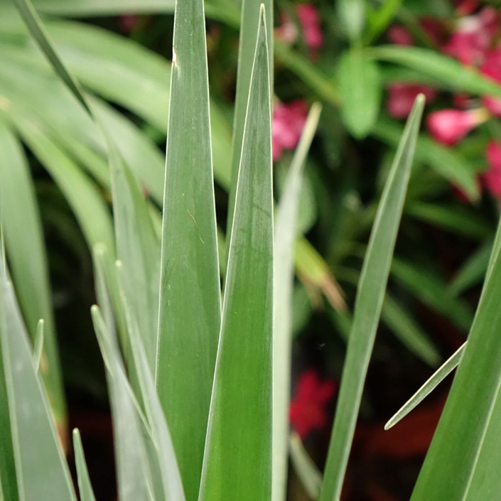 Kanariantraakkipuu - Dracaena draco