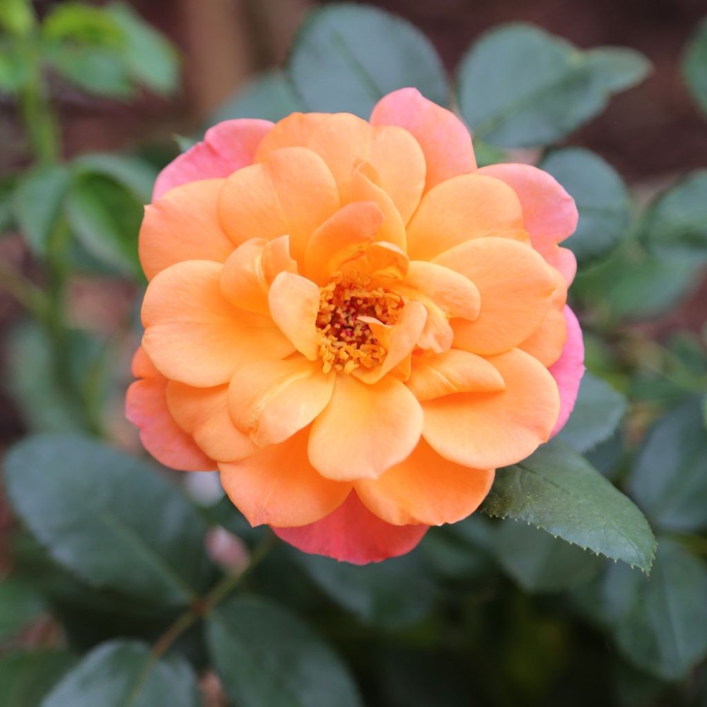 Floribundaruusu Sugar Candy Rose Meiconfiz