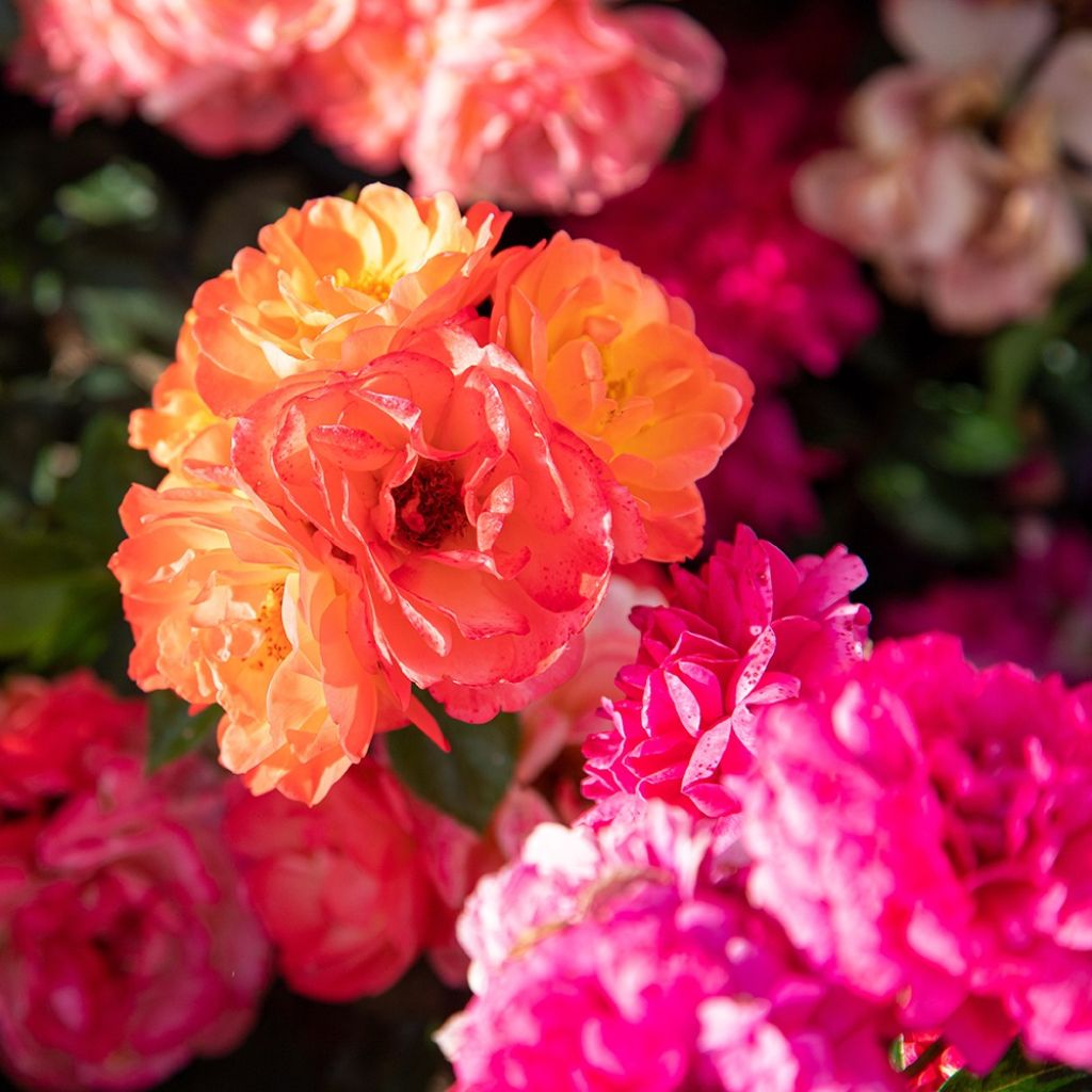 Floribundaruusu Sugar Candy Rose Meiconfiz