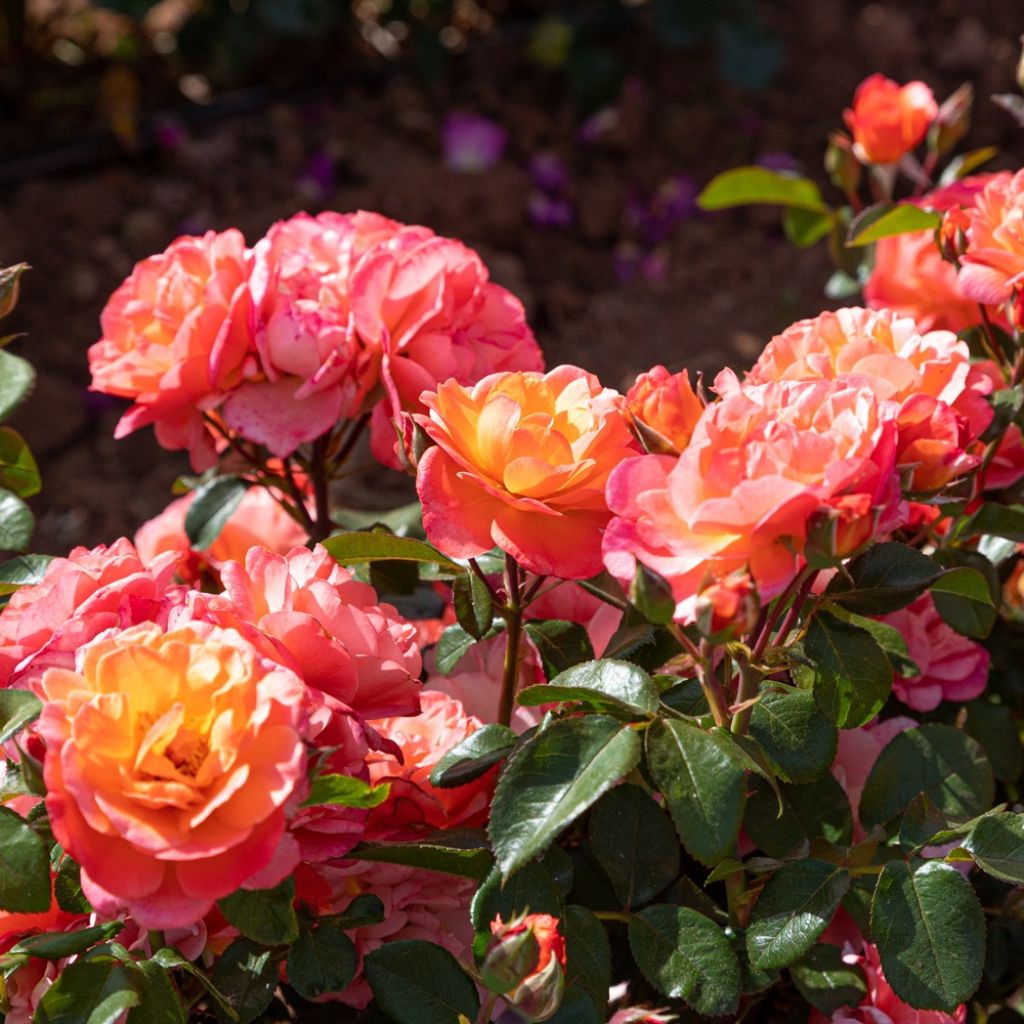 Floribundaruusu Sugar Candy Rose Meiconfiz