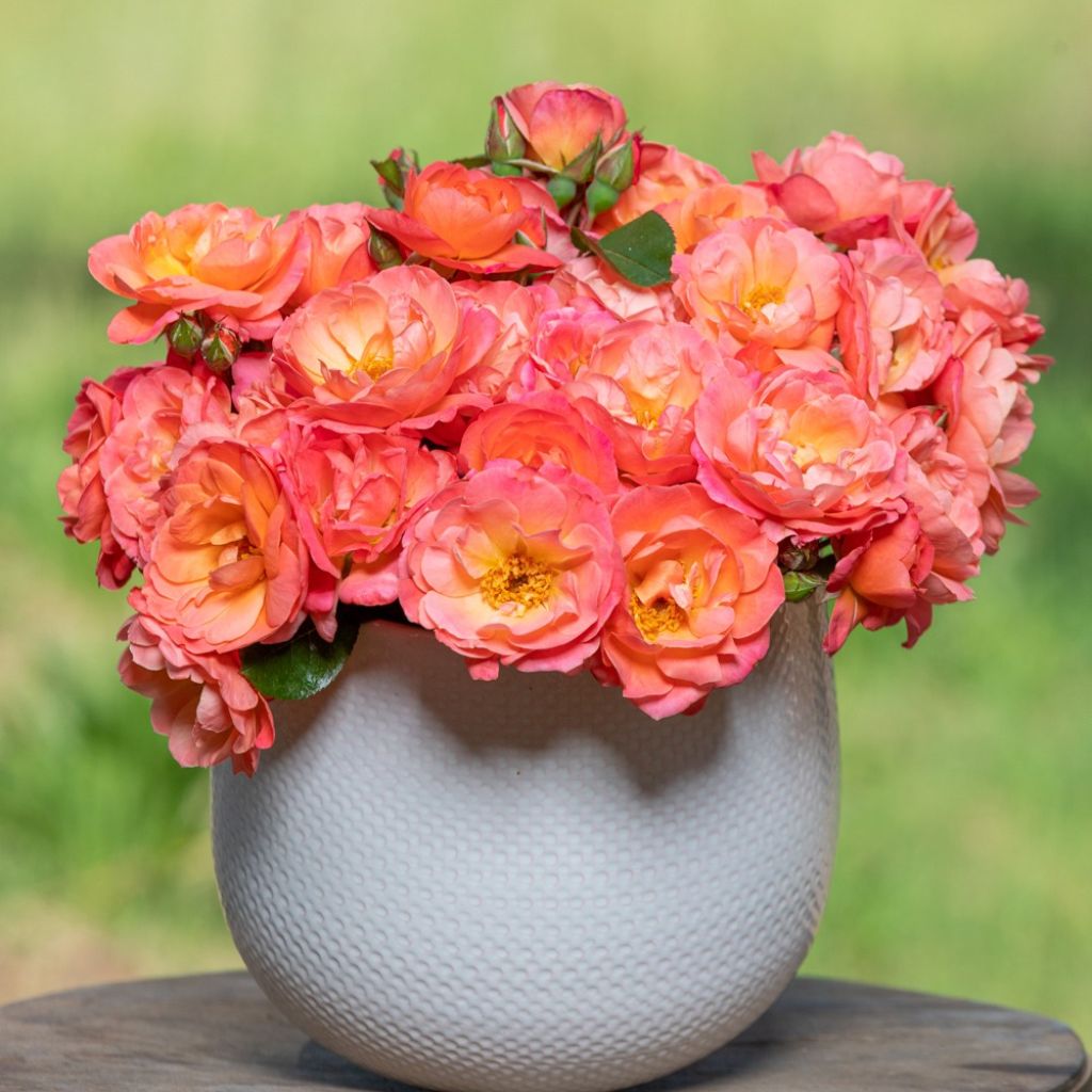 Floribundaruusu Sugar Candy Rose Meiconfiz