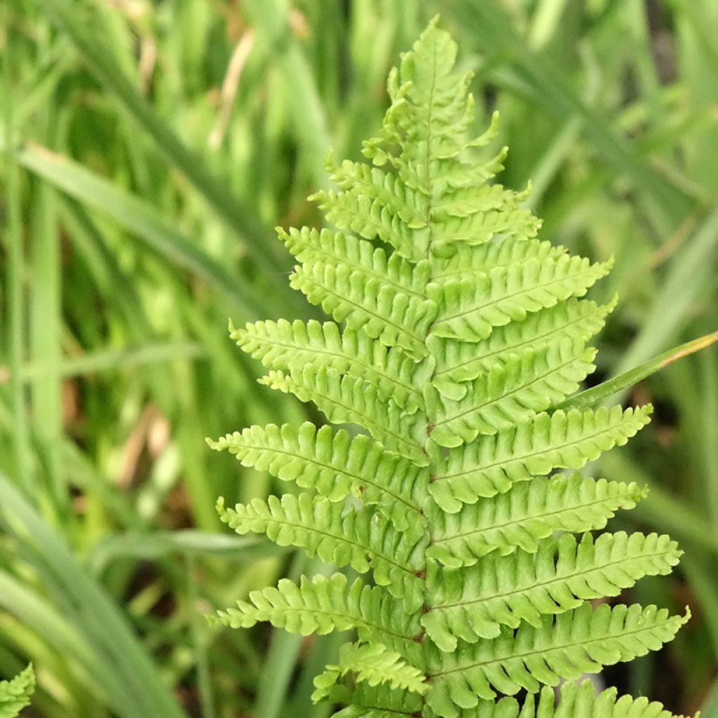 Norjanalvejuuri Crispa