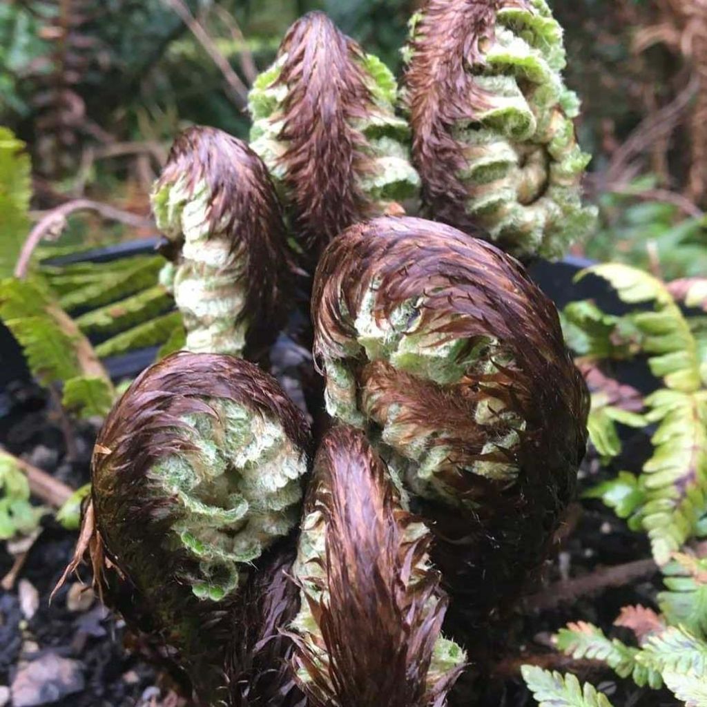 Alvejuure - Dryopteris crassirhizoma