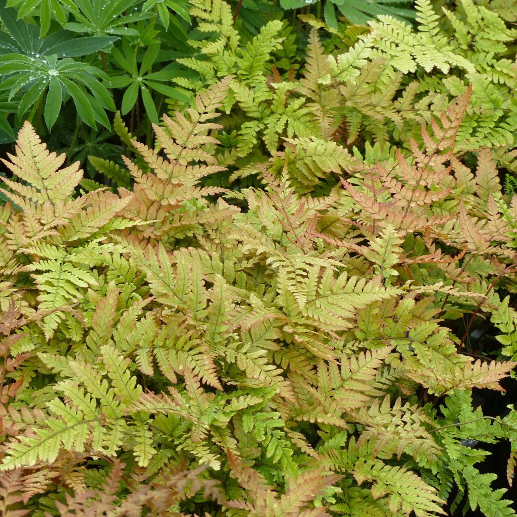 Ruska-alvejuuri - Dryopteris erythrosora
