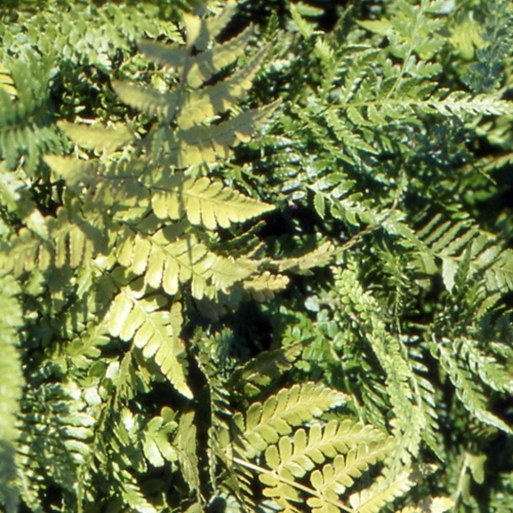 Ruska-alvejuuri Prolifica