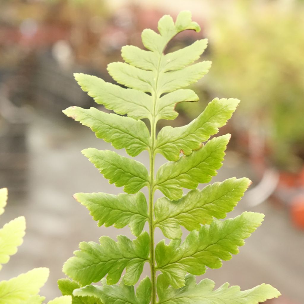 Alvejuure - Dryopteris ludoviciana