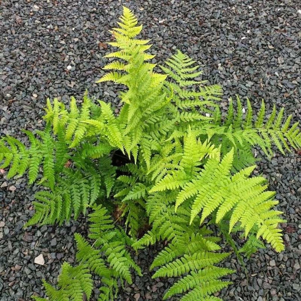 Alvejuure - Dryopteris stewartii