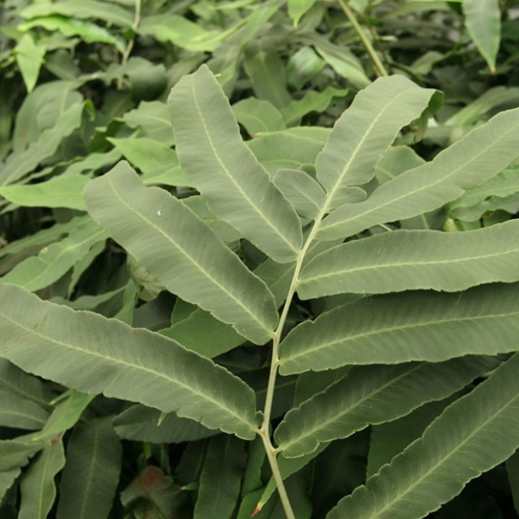 Alvejuure - Dryopteris sieboldii