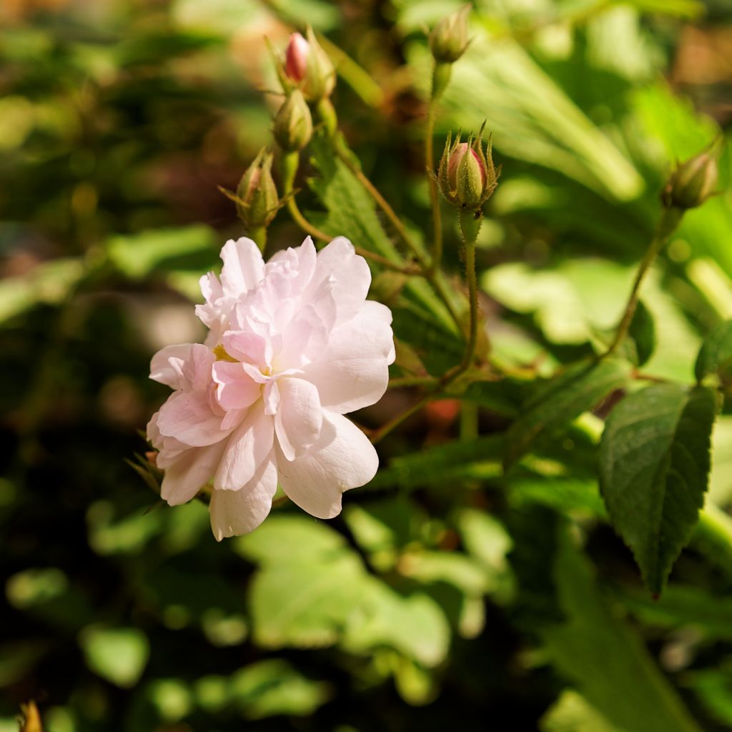 Köynnösruusu Paul's Himalayan Musk