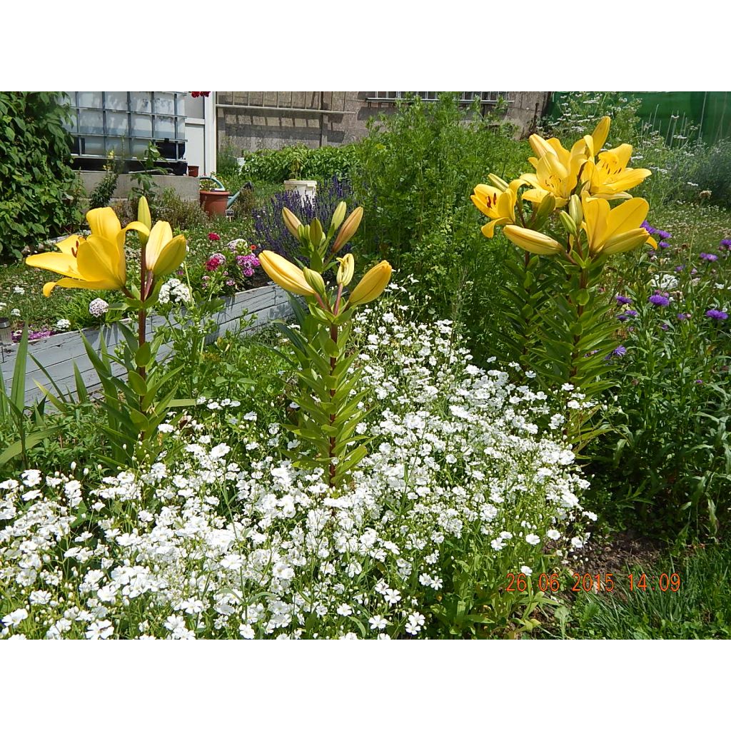 Kesäharso ent Garden (siemenet)