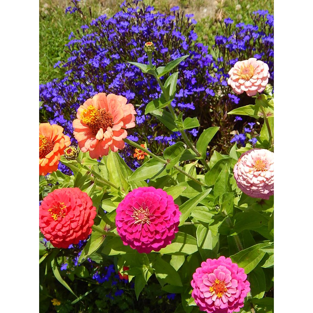 Isotsinnia Lilliput Mix (siemenet)