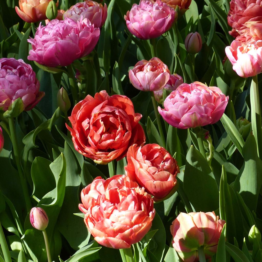 Tulppaaniduo Amazing Grace & Copper Image
