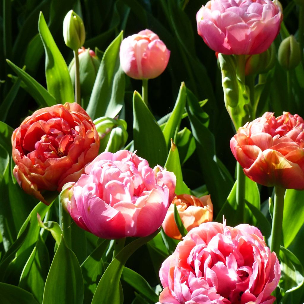 Tulppaaniduo Amazing Grace & Copper Image