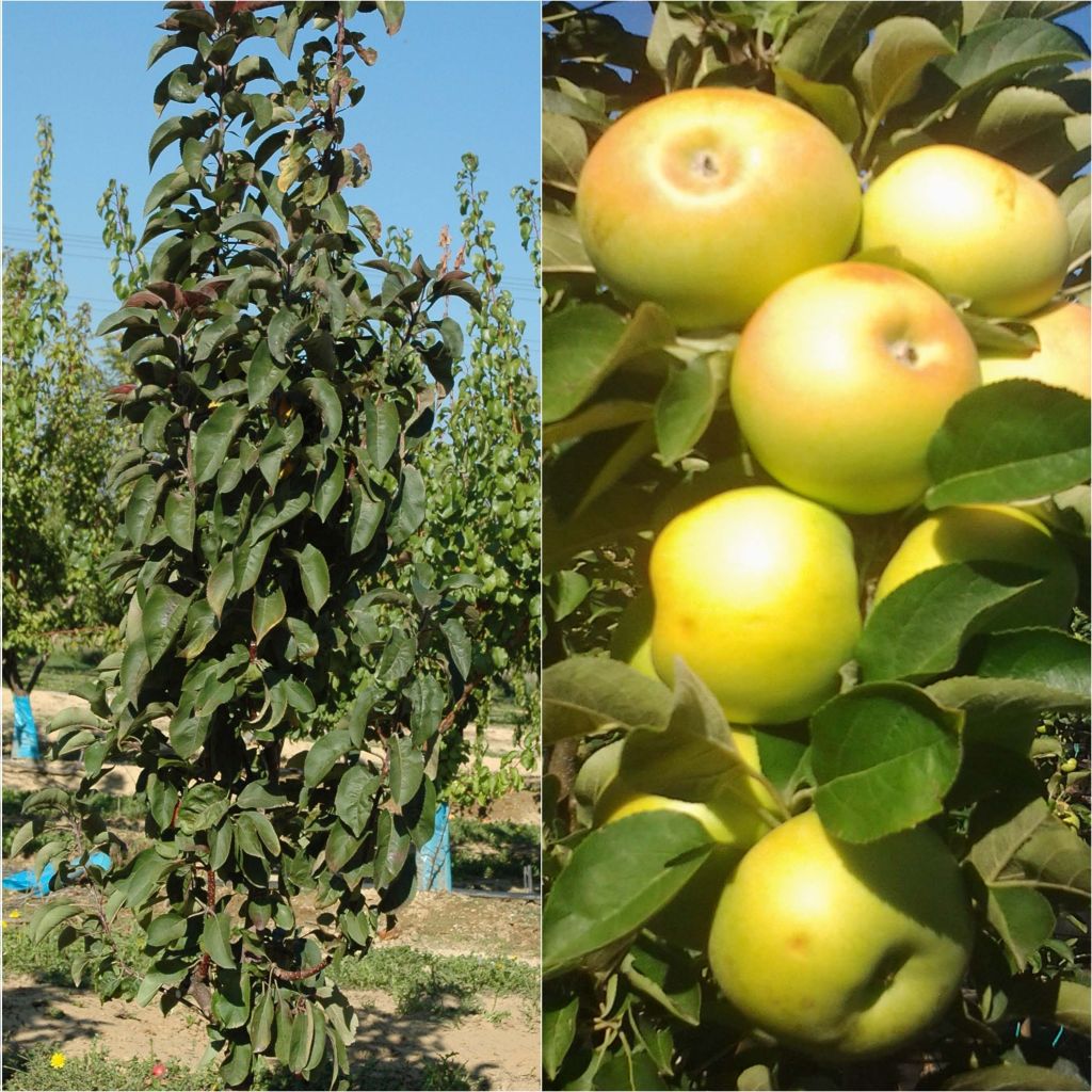 Pilariomenapuuduo 'Polka' ja 'Bolero'