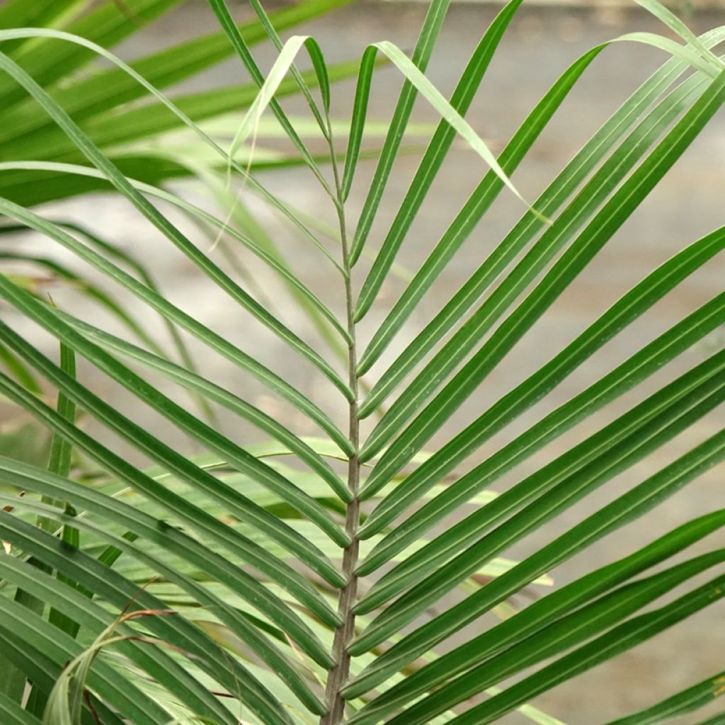 Kolmiopalmu - Dypsis decaryi