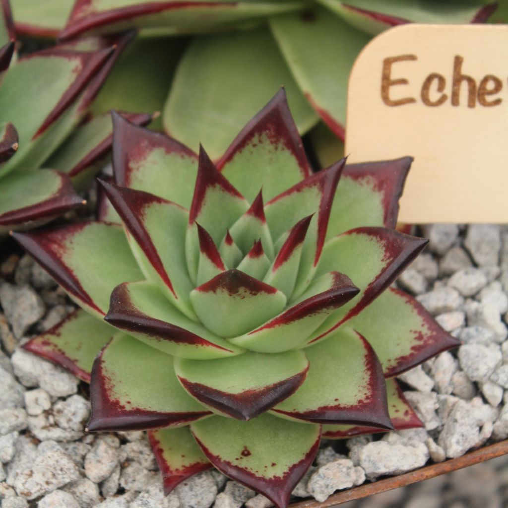 Kuultomehiruusuke Ebony