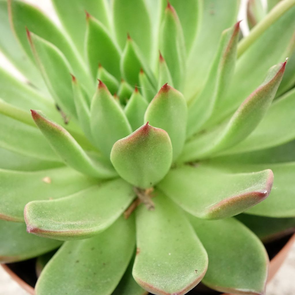Kuultomehiruusuke - Echeveria agavoides