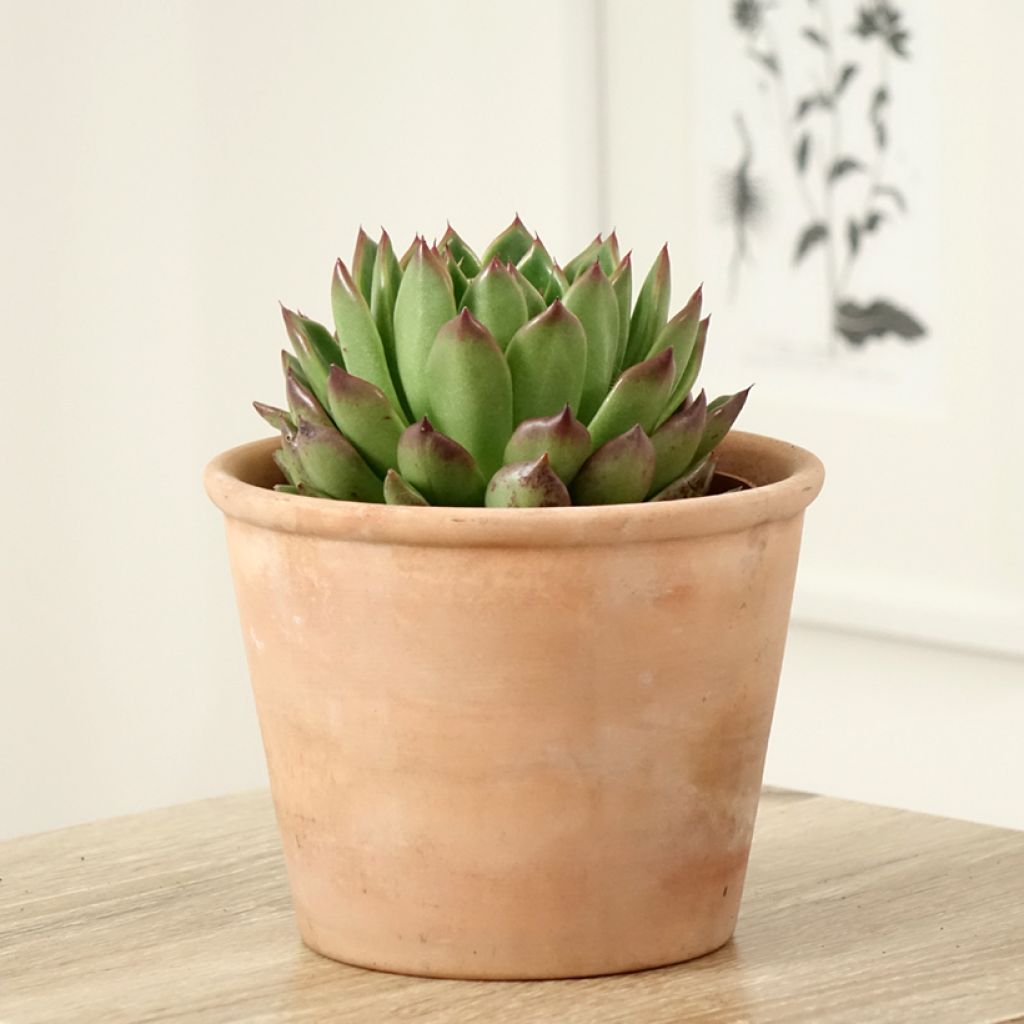 Kuultomehiruusuke - Echeveria agavoides