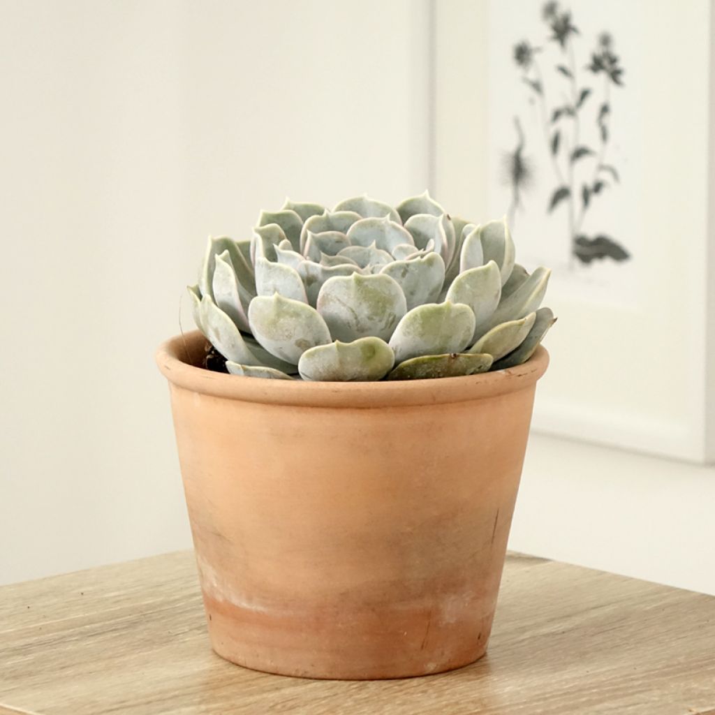 Mehiruusukkee - Echeveria lilacina